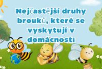 Nejčastější druhy brouků, které se vyskytují v domácnosti Nejčastější druhy brouků, které se vyskytují v domácnosti